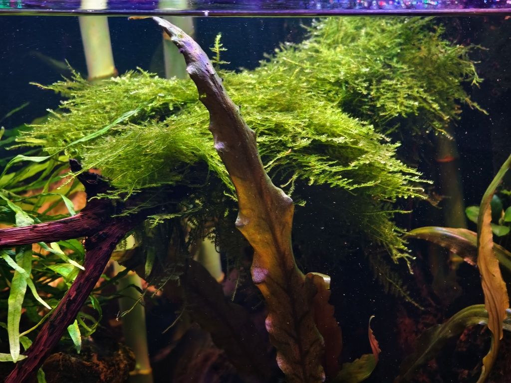 Mech Christmas Moss XXL duża porcja