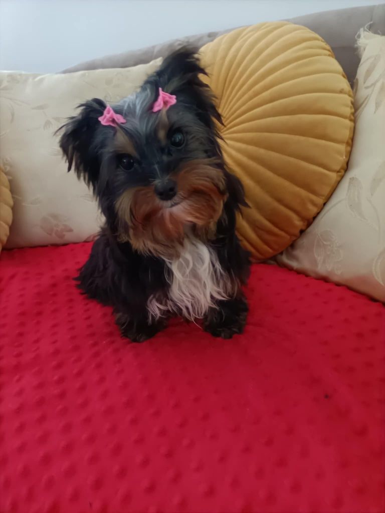 Yorkshire terrier