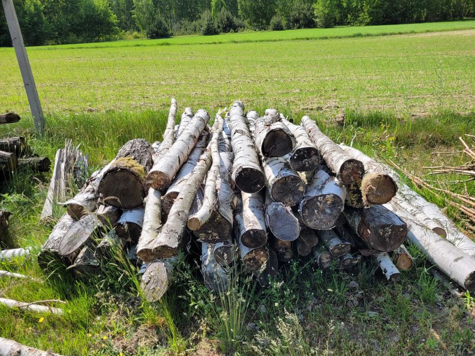 Drewno, drzewo opałowe, brzoza