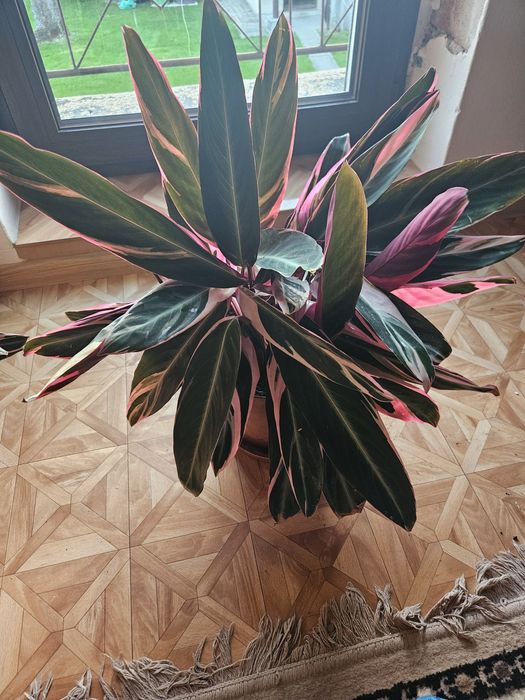 Stromanthe Tricolor Triostar 60 cm