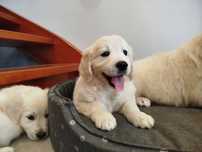 Golden Retriever piesek rodowód