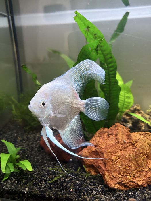 Peixe Escalar Branco