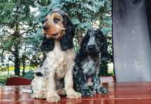 • GOTOWE DO ODBIORU • Unikatowe Szczenięta Cocker Spaniel
