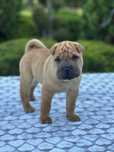 Shar Pei wyjątkowy i piękny chłopiec z Rodowodem FCI