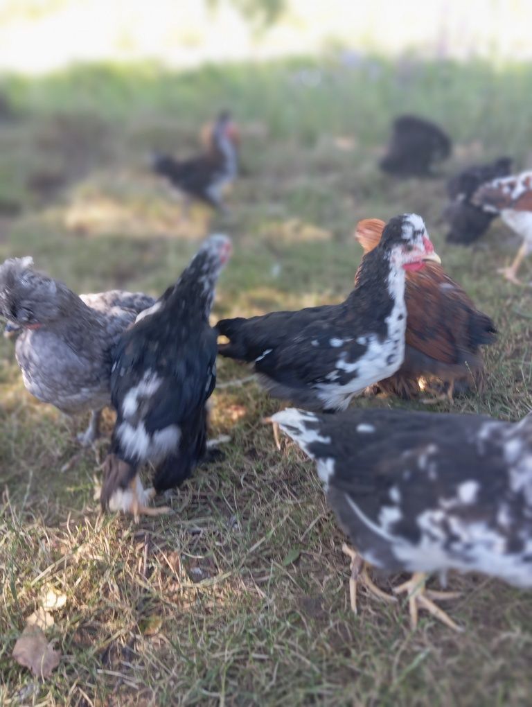Pisklęta, kurczęta,kogutki,w różnym wieku sprzedam