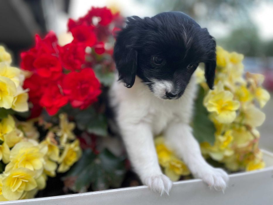 Spaniel kontynentalny miniaturowy, phalene (papillon), ZKwP, FCI, pies