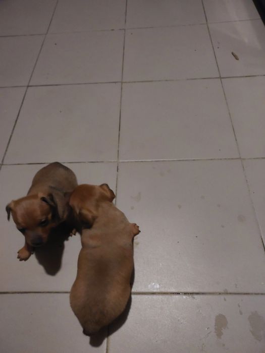 Приймаємо заказ празський кресарик