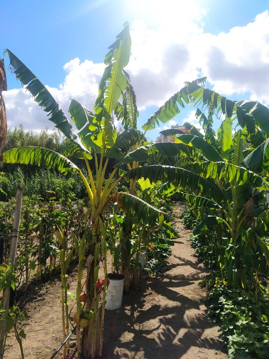Bananeira envasada p venda