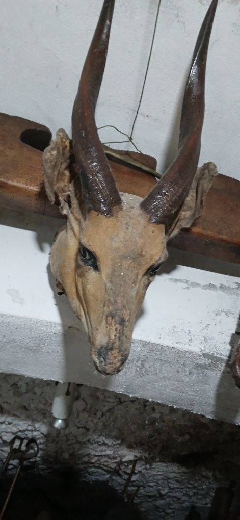 Velharias em pele