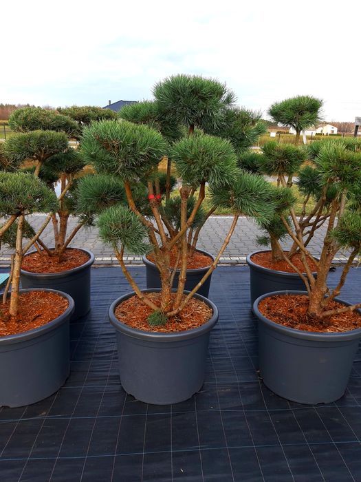 Sosna 'Watereri' Bonsai Niwaki 120-160cm !laurowiśna klon szmaragd