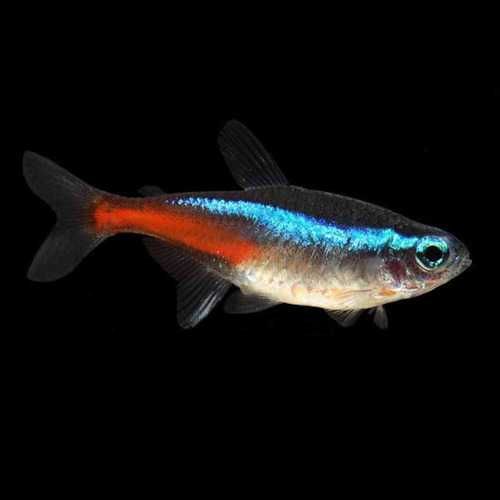 MISIEKZOO Kąsaczowate - Neonki Inessa już od 1,80 zł