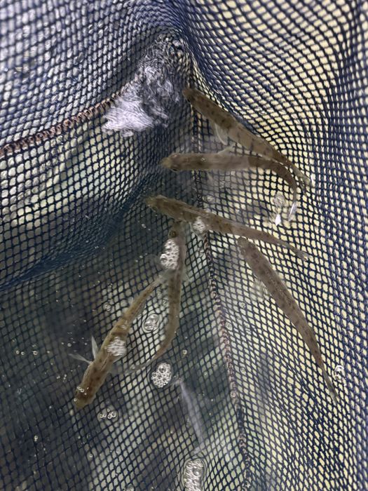 Narybek sandacza sandacze sandacz i inne ryby do stawów i oczek