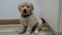 Piesek rasy Golden retriever