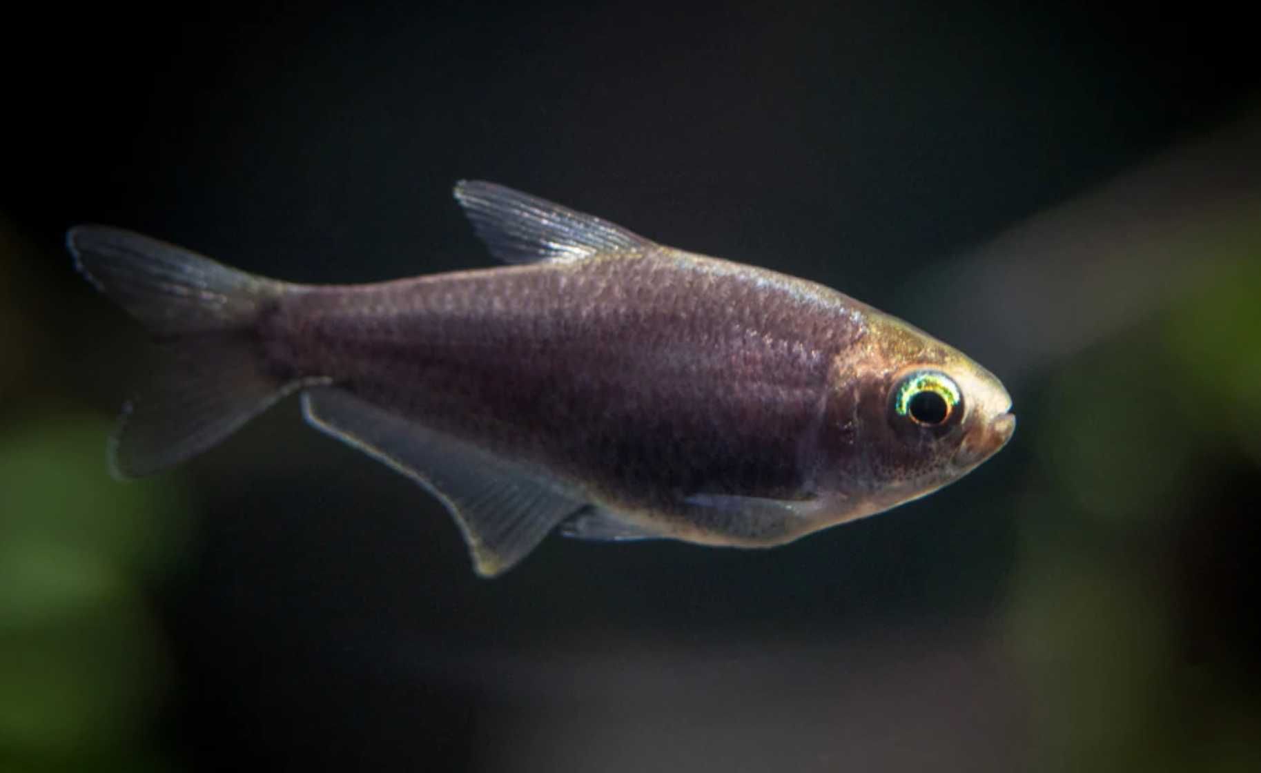 Tetra cesarska odmiana CZARNA - Nematobrycon palmeri - dowóz, wysyłka