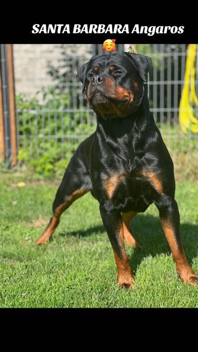Rottweiler suczka szczenię FCI