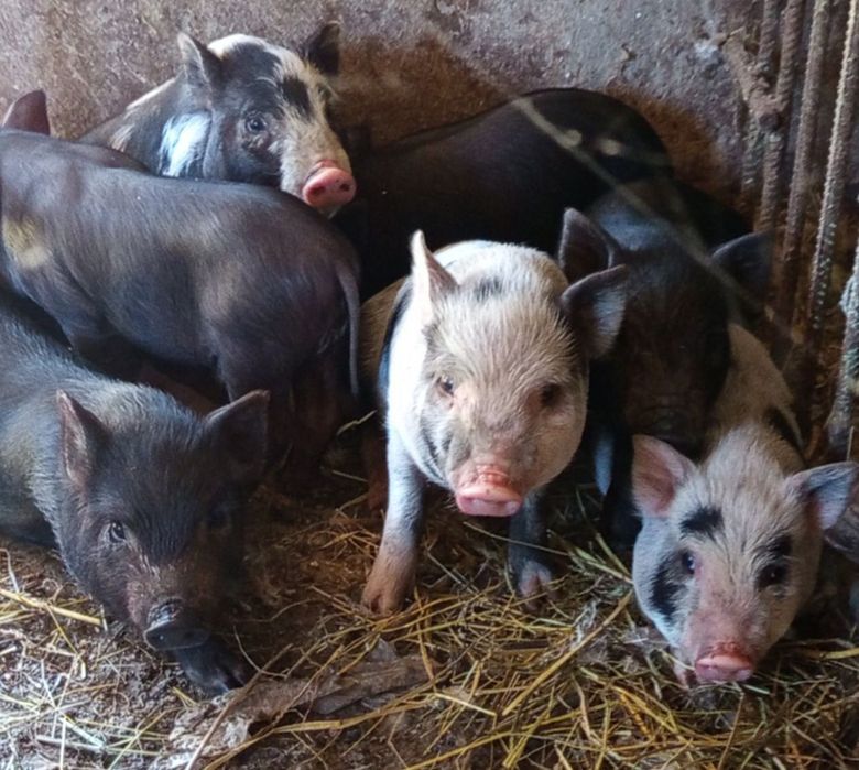 Продаю в’єтнамських поросят