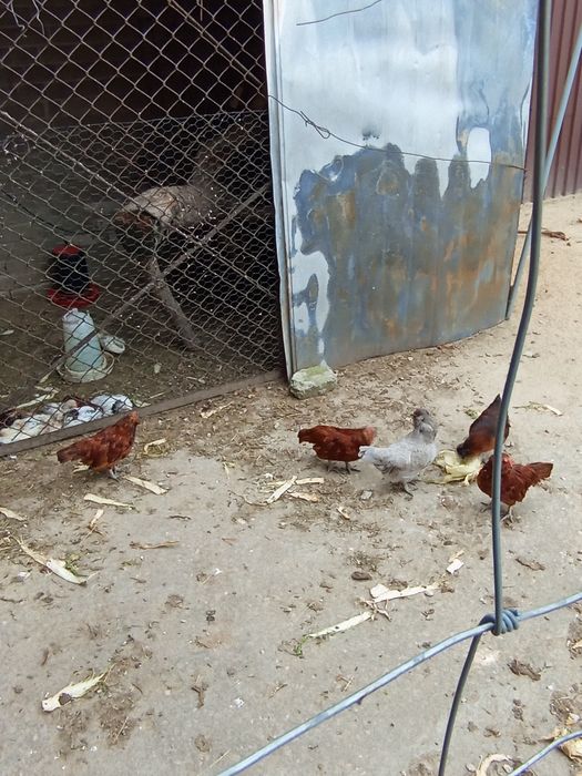 Brodacz wąsacz Antwperski kogut