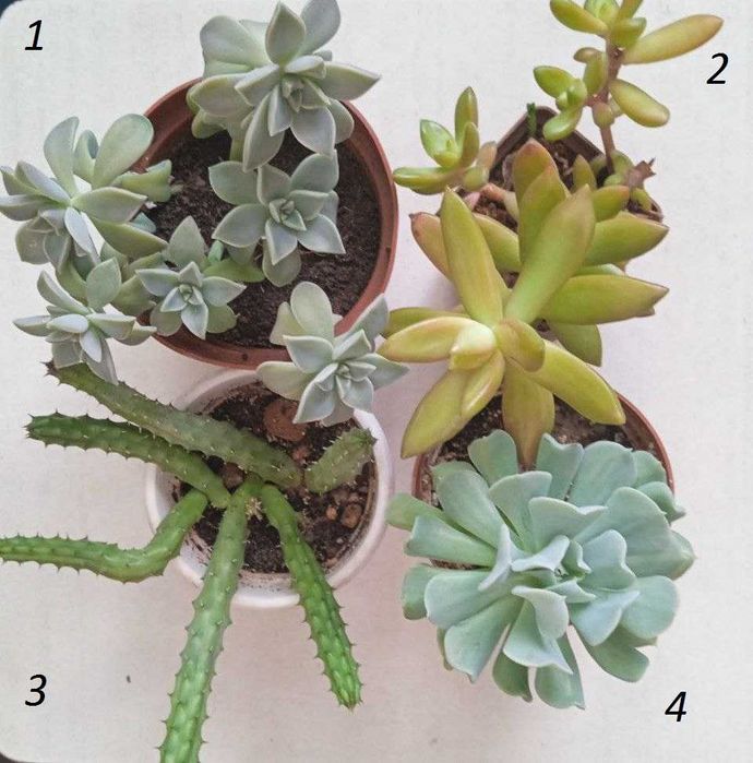 Кімнатні рослини, сукуленти, кактуси для мінісаду