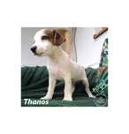 Jack Russell Terrier piesek rodowód