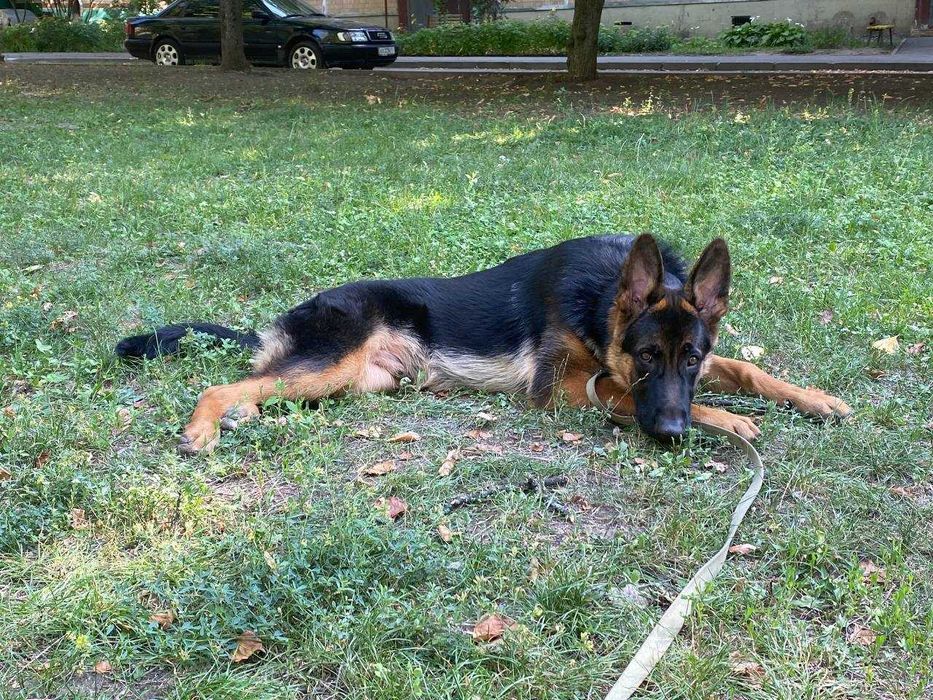 Отдам щенка немецкой овчарки в добрые руки