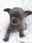 Chihuahua krótkowłosa blue samiec