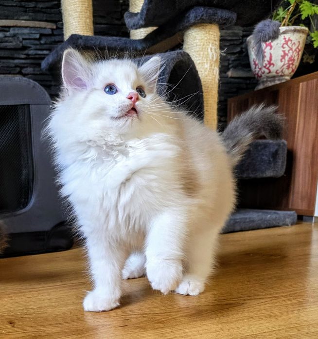 Cudowny charakter, kocurek ,Ragdoll