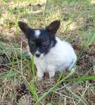 Papillon. Miniaturowy Spaniel Kontynentalny. Chłopczyk Majlo