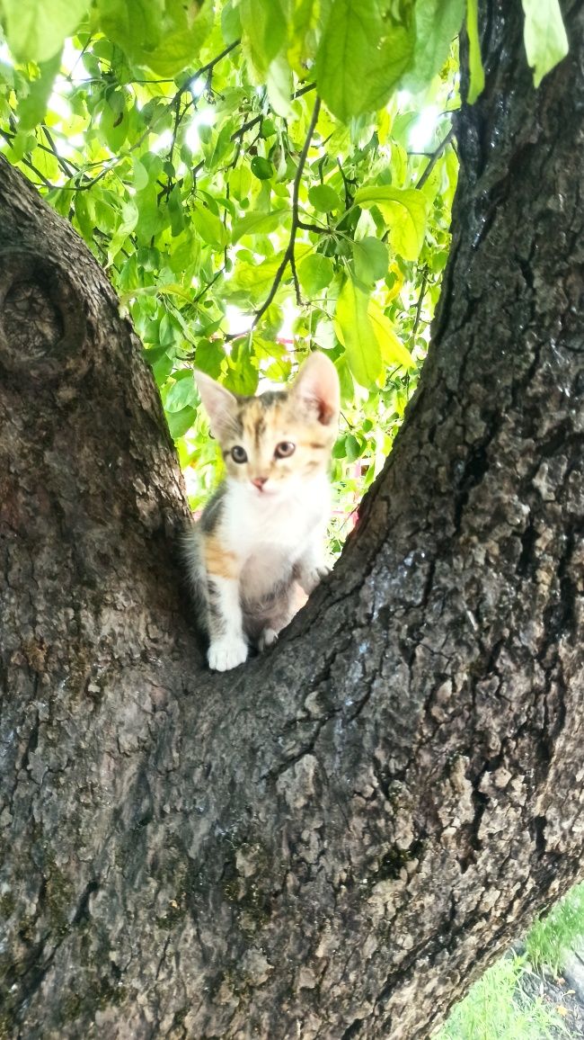 Віддам котенят у добрі руки!