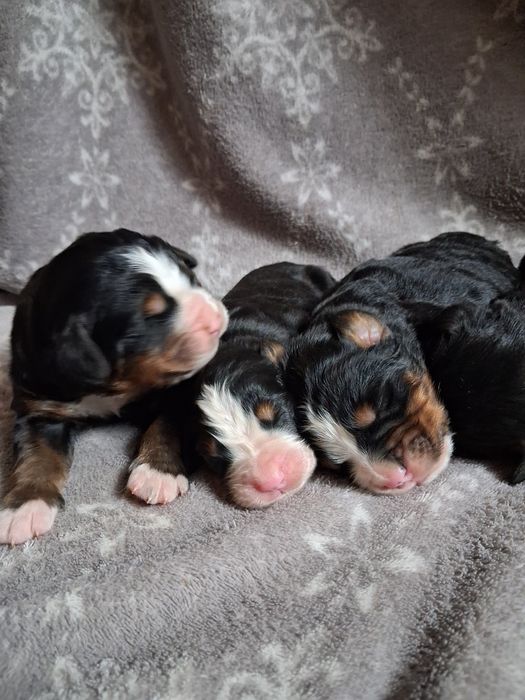 Berneńskich pies pasterski