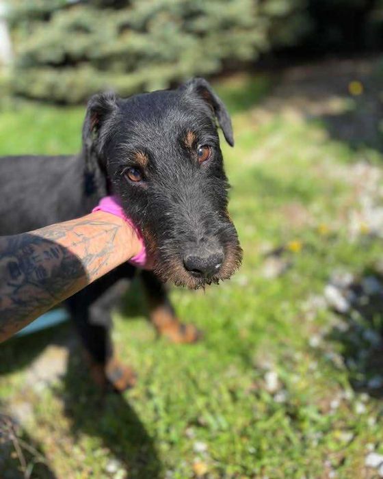 Jagger - energetyczny terrier szuka domu!