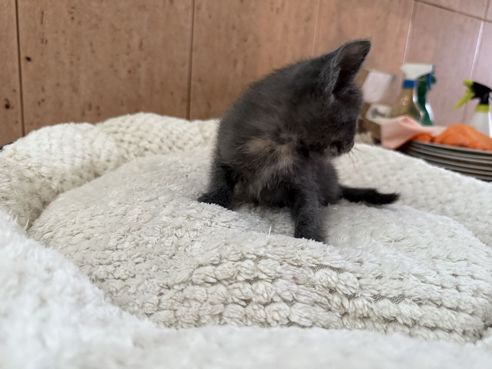 RESERVADA- Gatinha Femea para adoptar