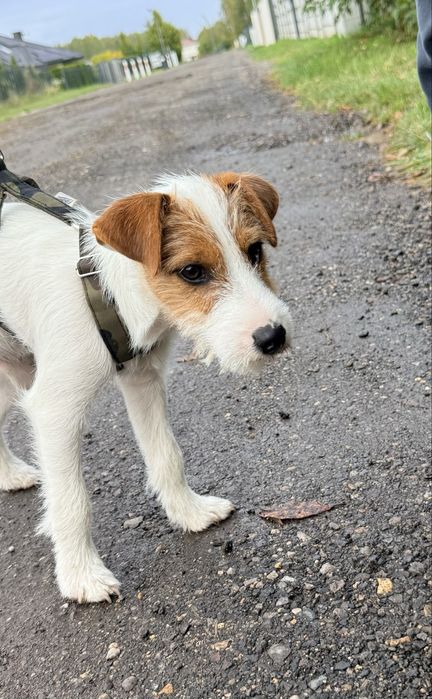 Samiec Parson Russell Terrier gotowy na zmiane domu