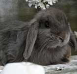 Królik mini lop z domowej hodowli