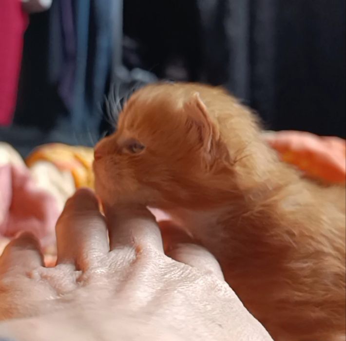 Мейн-кун, хлопчик