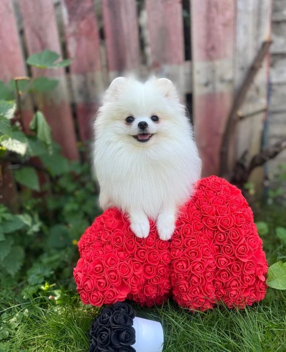 Szpic Miniaturowy Biała Kulka