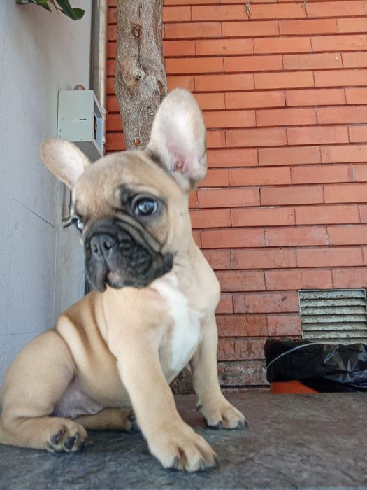Bulldog francês    dois meses