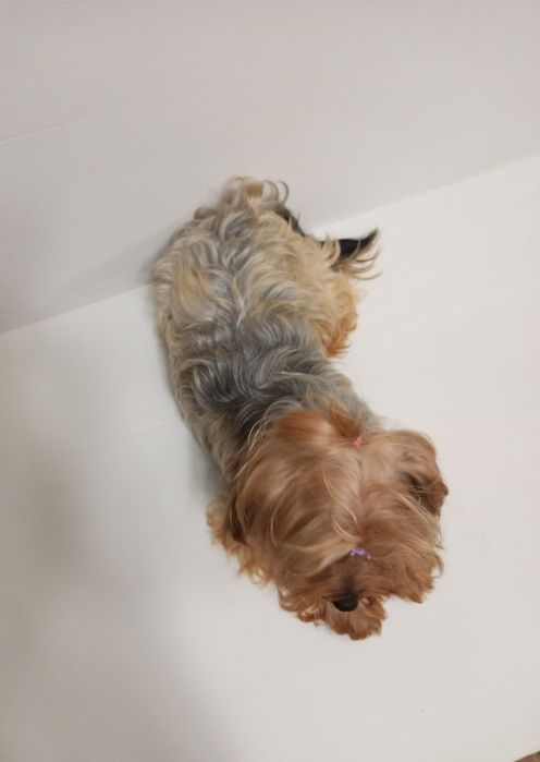 Красуня,міні Йоркширка в розведення.