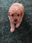 Caniche Toy Macho