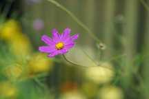 Obiektyw Meyer-Optik M42 Orestor 100mm 2.8 pod Sony Canon Nicon