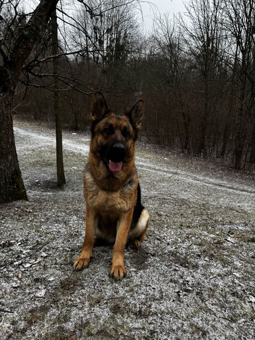 Німецька вівчарка цуценята бронь