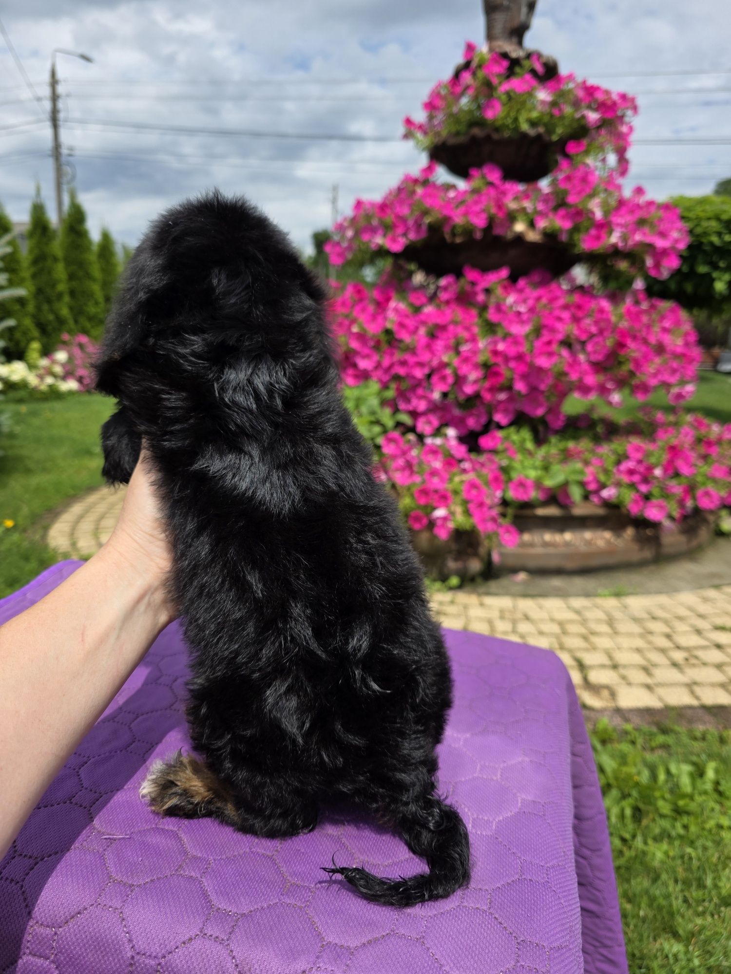 Cockapoo śliczny chlopiec Xawery