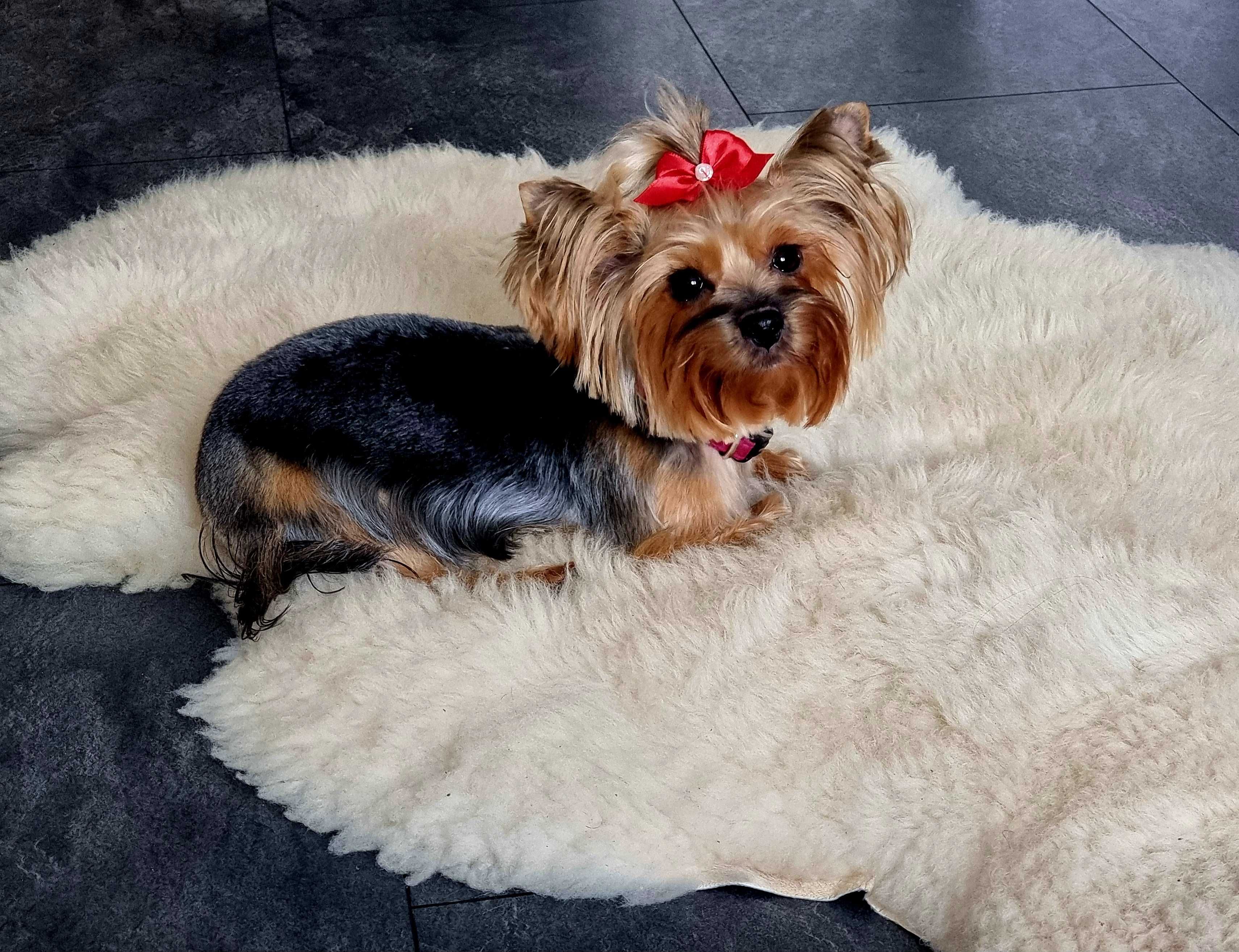 Śliczne Yorkshire terrier