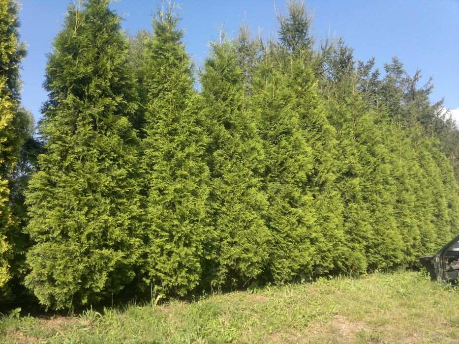 Thuja Brabant 140-160cm doniczka