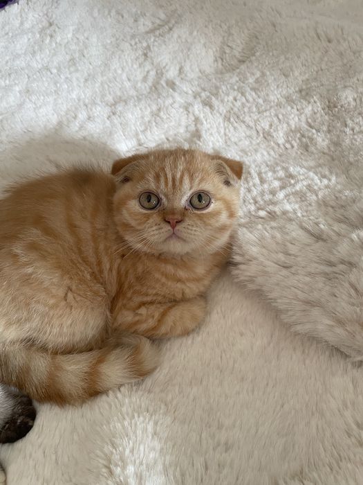 Kocurek zwislouchy  rudy