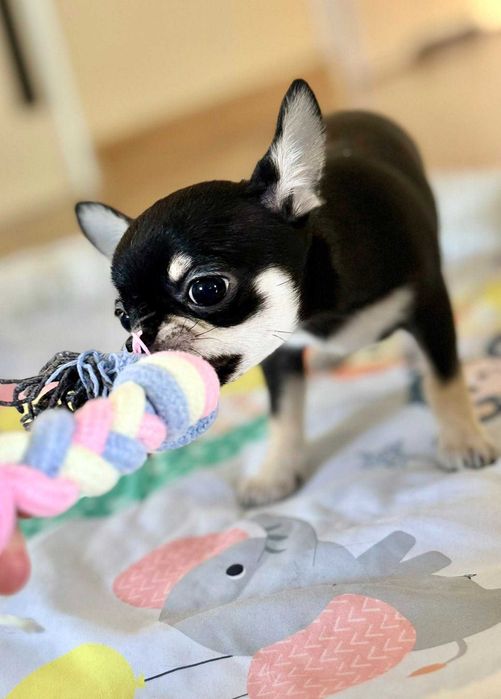 Chihuahua, krótkowłosy , maleńki piesek,  mini rodowód FCI ZKwP