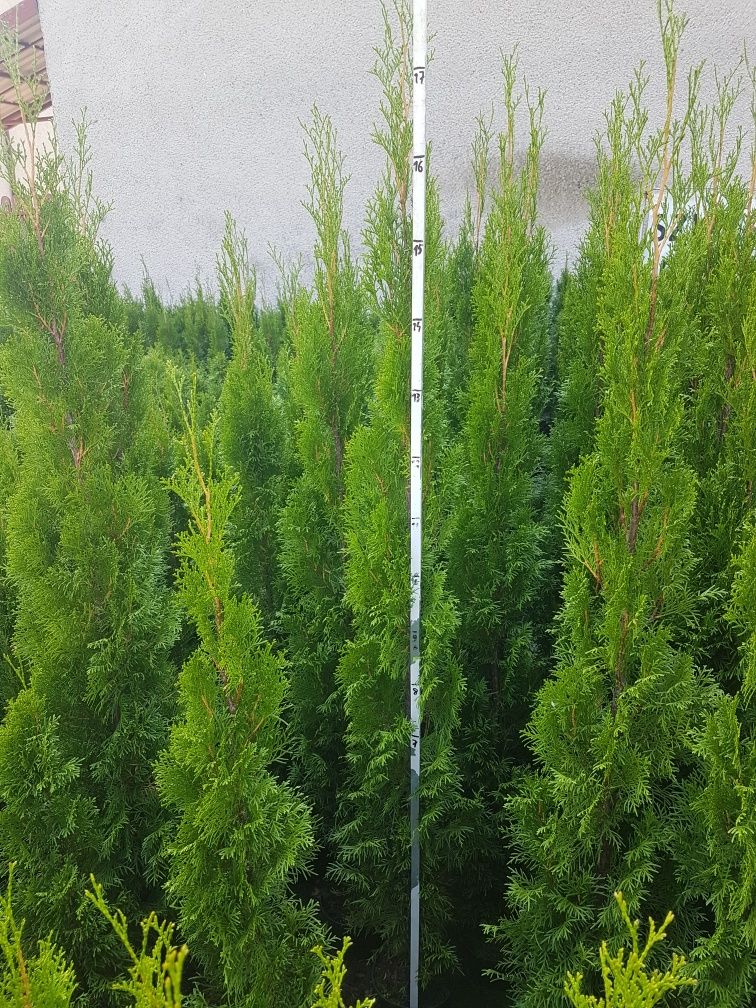 Promocja !!! Tuja szmaragd 140cm - 180cm, thuja smaragd, 160cm,