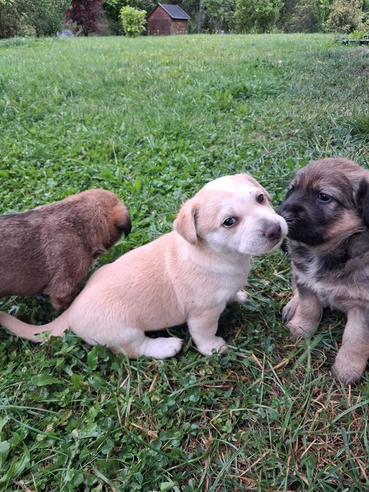 Szczeniaki do oddania Ustrzyki Dolne