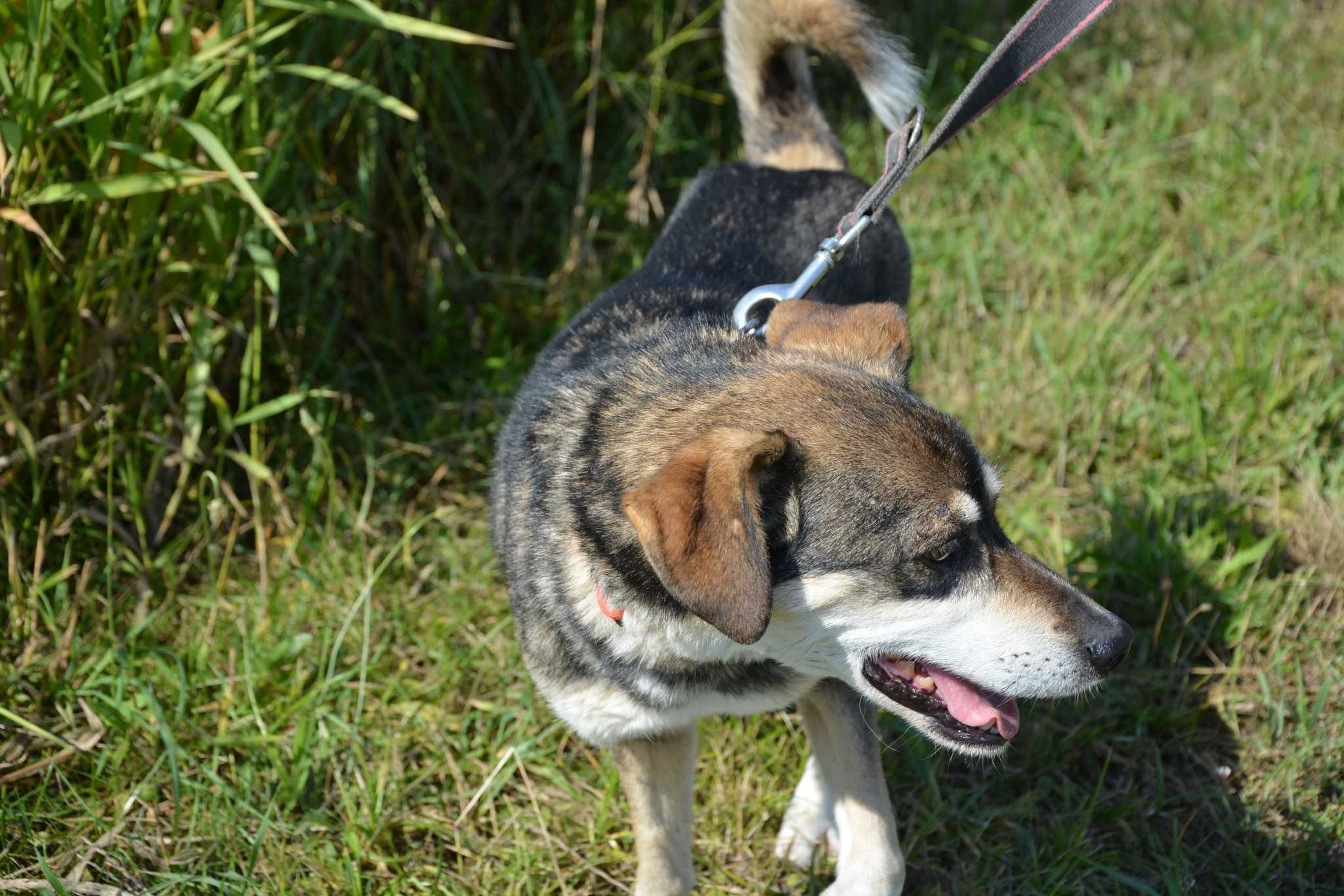 Gwizdek - kocham ludzi, czekam aż oni pokochają mnie ADOPCJA