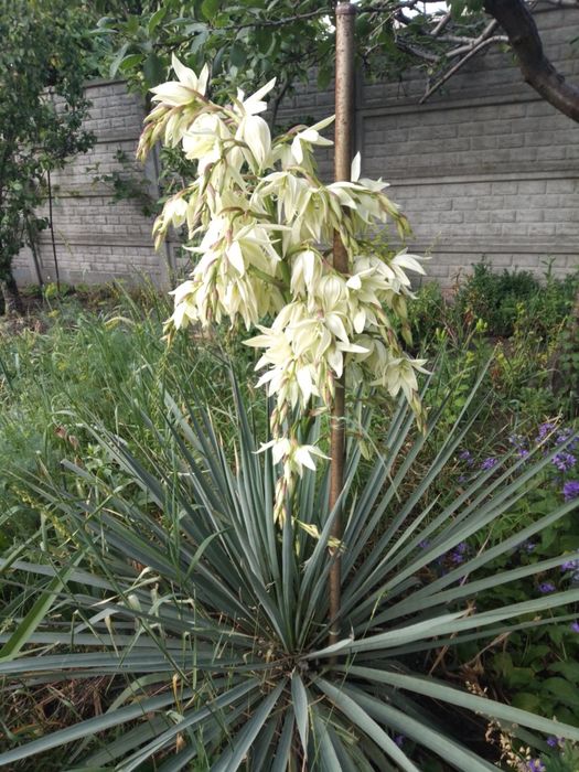 Продам кусты юкки садовой двух  и саженцы древовидного пиона видов