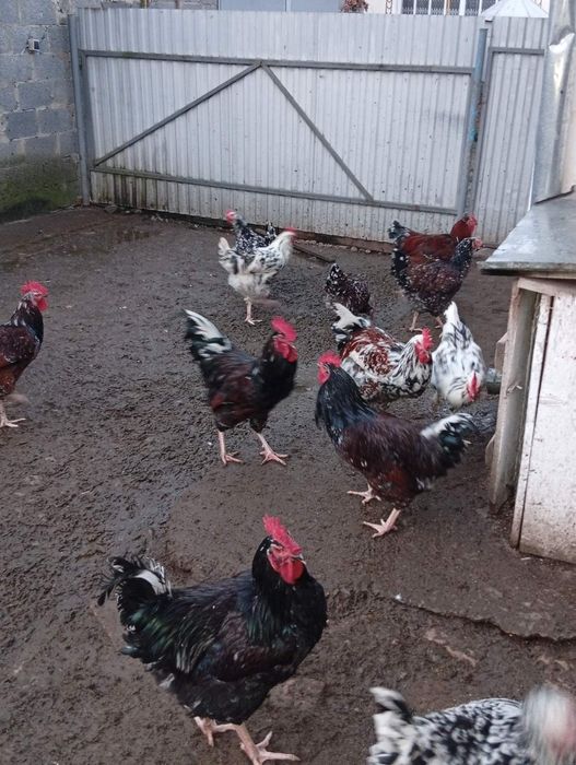 Продам кури та півні Лівенська ситцева